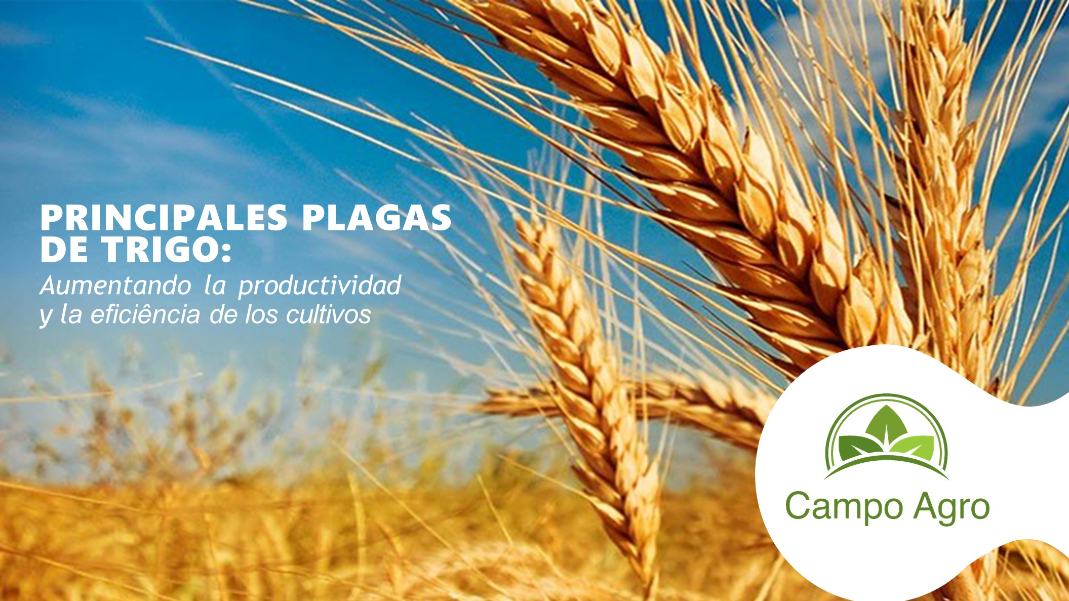 PRINCIPALES PLAGAS DE LA COSECHA DE TRIGO